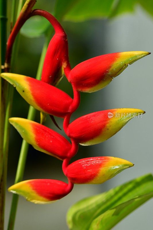 Heliconia /龙虾爪/巨嘴鸟峰